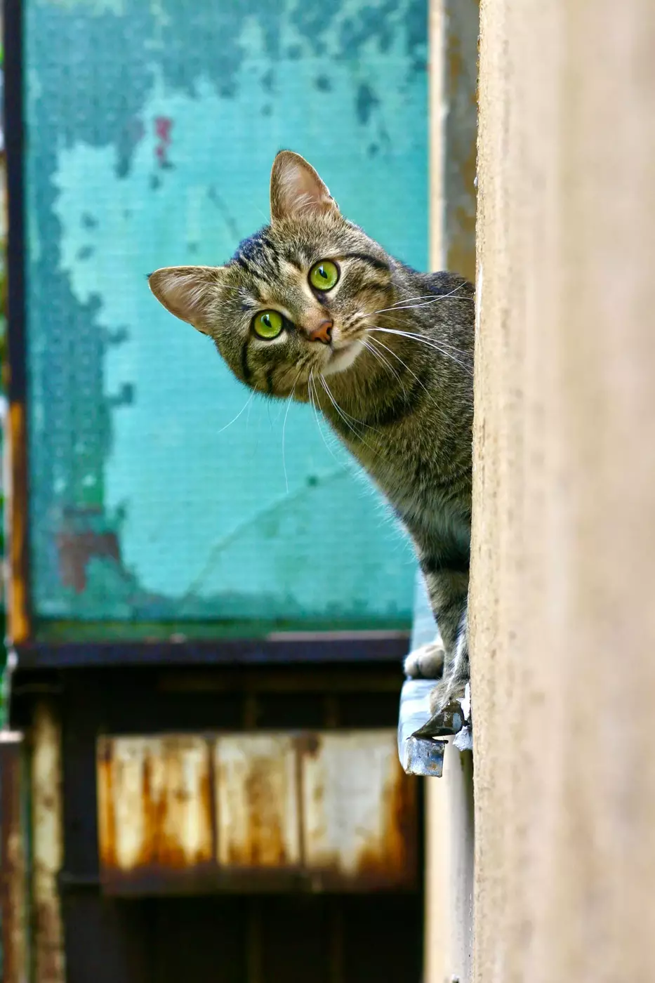 Gatto soriano marrone affacciato a una finestra di legno bianca